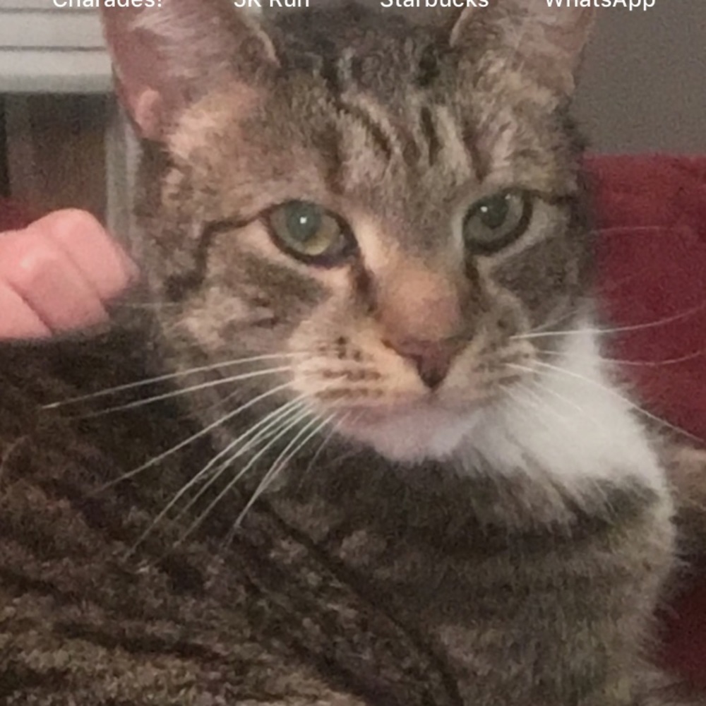 Meet your Posher, Isabella